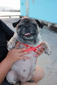 Midsection of person holding dog