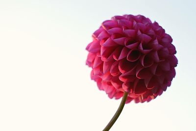 Close-up of pink flowers