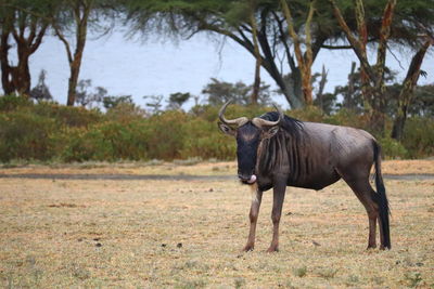 Horse standing in a field