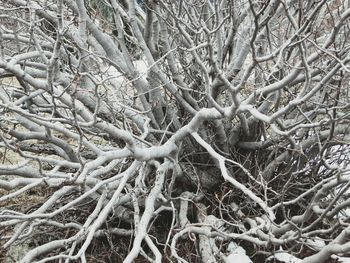 Full frame shot of bare tree