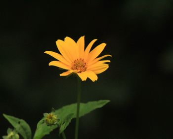 Close-up of yellow flower against blurred background