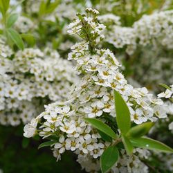 Close-up of white flowers