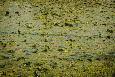 Full frame shot of water lilies in pond