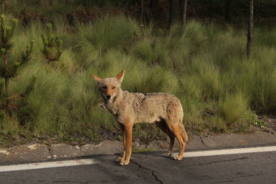 Portrait of a coyote standing on footpath