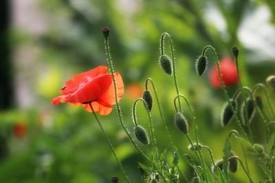 Close-up of wet red poppy