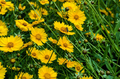 Star tickseed lat. coreopsis pubescens flower close up phootography with honey bee on it