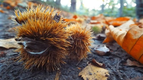 Close-up of fresh green leaves