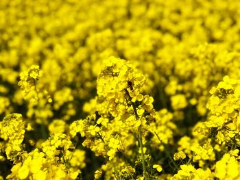 Close-up of yellow flowering plants