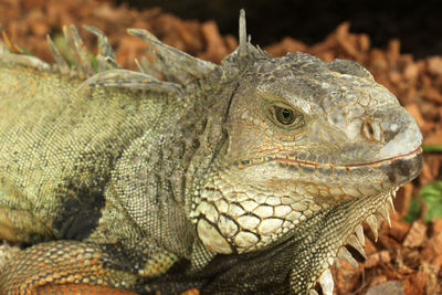 Close-up of a lizard