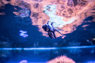 View of jellyfish swimming in sea