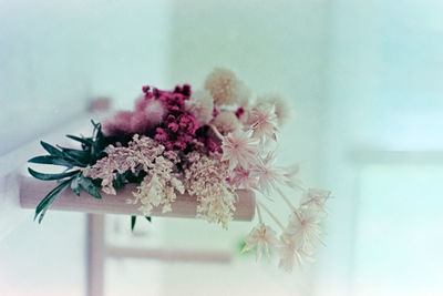 Close-up of white flowering plant in vase
