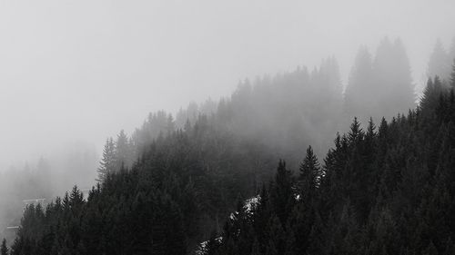 Scenic view of forest against sky during winter