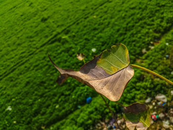 Close-up of butterfly on leaf