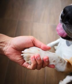 Cropped hand holding dog leg on hardwood floor at home