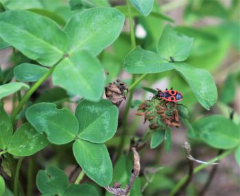 Close-up of insect on leaves