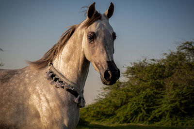 Horse in ranch against sky