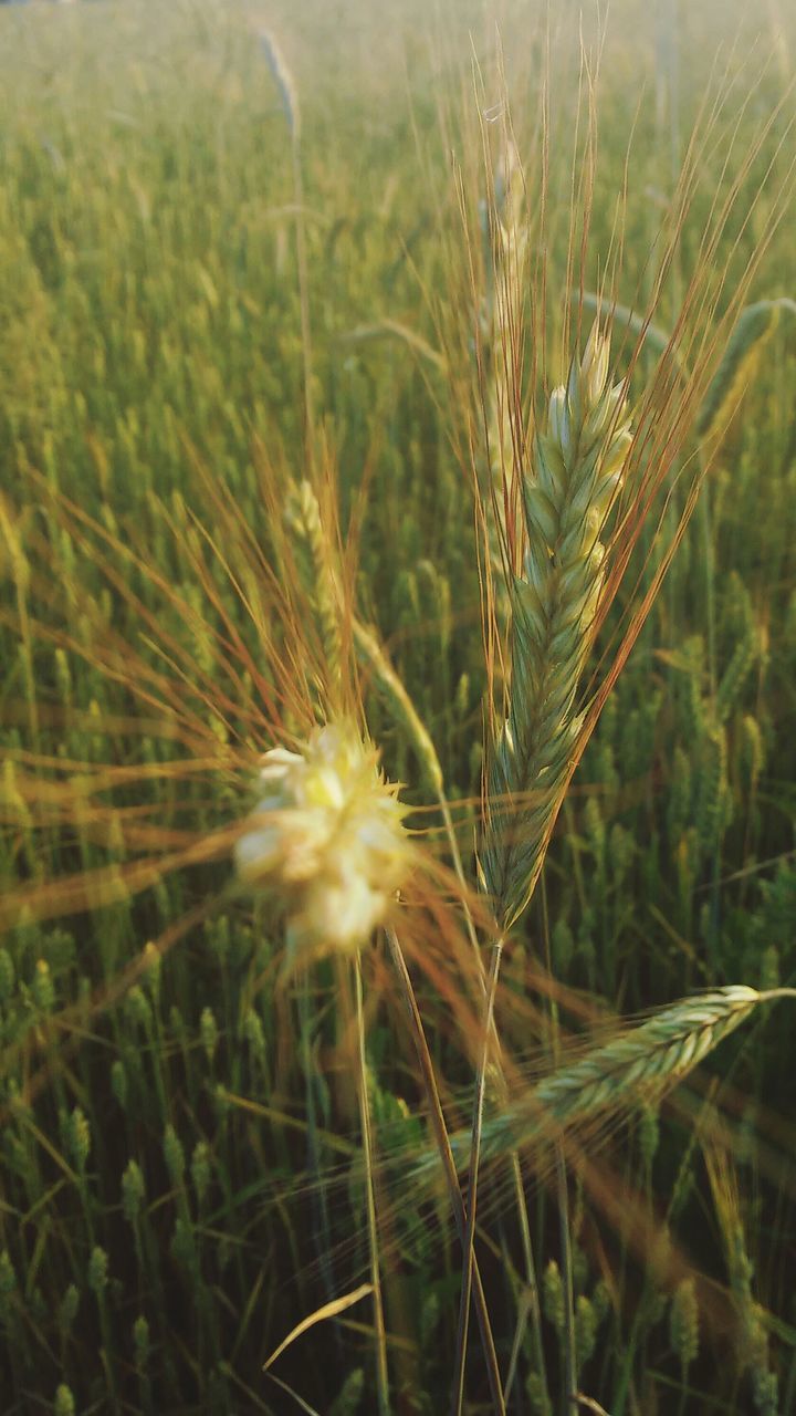 growth, plant, field, close-up, grass, nature, focus on foreground, beauty in nature, freshness, fragility, crop, agriculture, cereal plant, stem, selective focus, uncultivated, growing, tranquility, farm, day