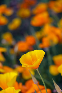 Close-up of yellow flowering plant on field