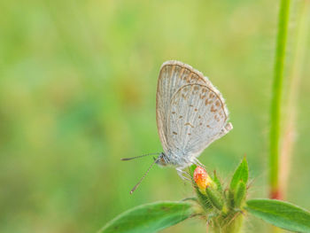 Close-up of butterfly perching on plant