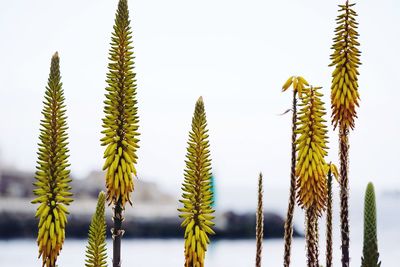 Close-up of plants against clear sky