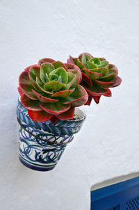 Close-up of potted plant on table against wall