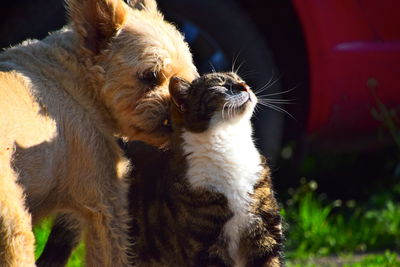 Close-up of dog and cat