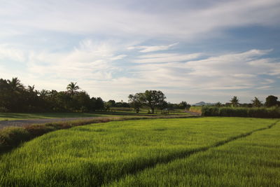 Scenic view of agricultural field against sky