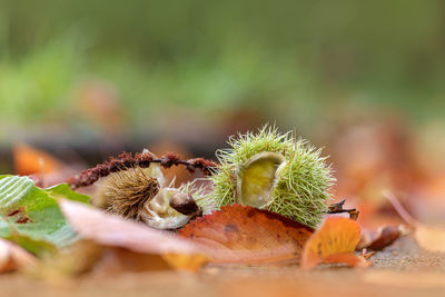 Close-up of fruit on plant