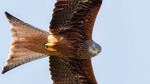 Low angle view of eagle against clear sky