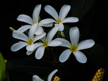 Close-up of white frangipani flowers against black background