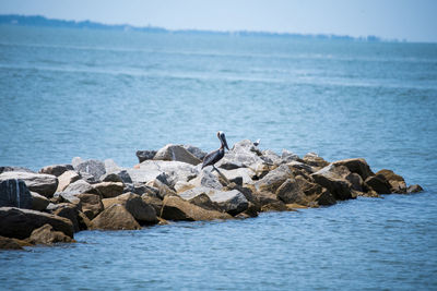 Bird perching on rock by sea