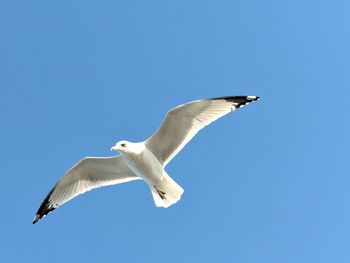 Low angle view of seagull flying against clear blue sky