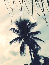 Low angle view of palm tree against sky