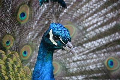 Close-up of peacock