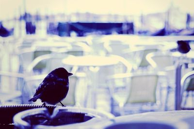 Close-up of bird perching on railing