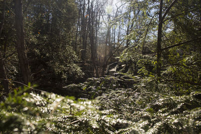 Trees growing in forest