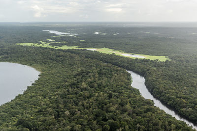 Beautiful aerial view to flooded green amazon rainforest and river