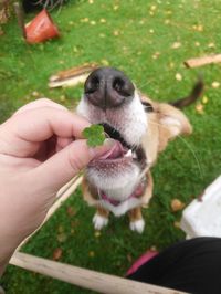 Midsection of person holding dog