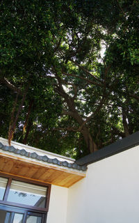 Low angle view of trees