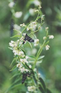 Butterfly on plant