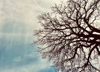 Low angle view of tree against sky