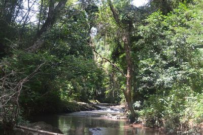Scenic view of forest against sky