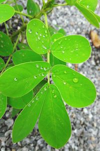 Close-up of water drops on leaf