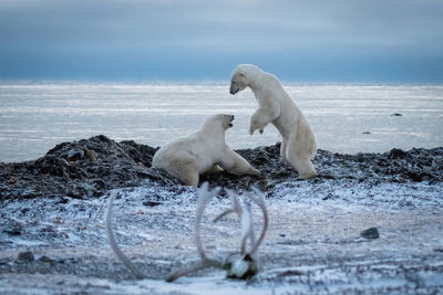 Two polar bears play fight beside water