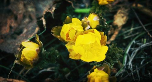 Close-up of yellow flowers