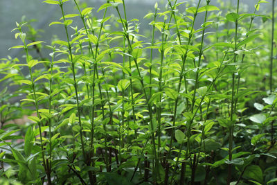 Full frame shot of bamboo plants on field