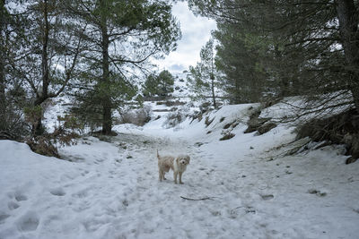 View of horse on snow covered land