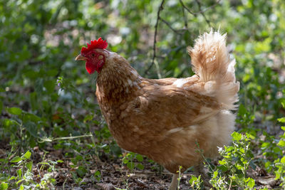 View of a bird on land