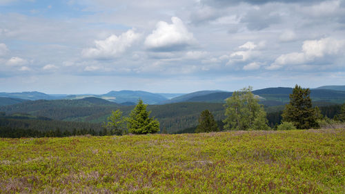 Scenic view of field against sky