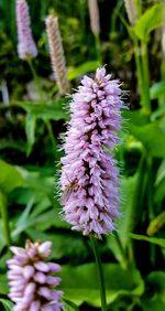 Close-up of purple flower blooming outdoors